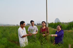 Mô hình trồng măng tây tại xã Nam Thượng là một trong những điển hình  dân vận khéo được Ban Dân vận Huyện ủy Kim Bôi nhân rộng.